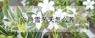 六月雪冬天怎么养,第1图