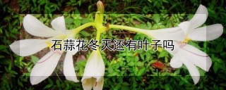 石蒜花冬天还有叶子吗,第1图