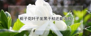 栀子花叶子发黑干枯还能活吗,第1图