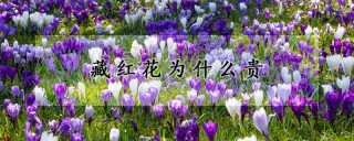 藏红花为什么贵,第1图