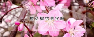 樱花树结果实吗,第1图