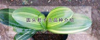 圆头君子兰品种介绍,第1图