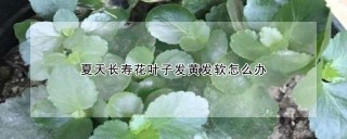 夏天长寿花叶子发黄发软怎么办,第1图