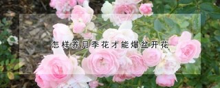 怎样养月季花才能爆盆开花,第1图