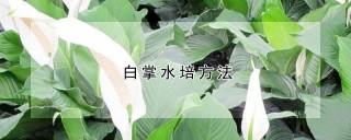 白掌水培方法,第1图