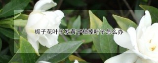 栀子花叶子发黄干枯掉叶子怎么办,第1图