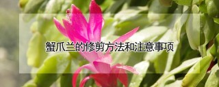 蟹爪兰的修剪方法和注意事项,第1图