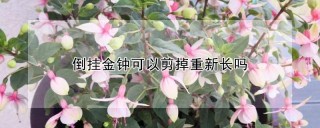 倒挂金钟可以剪掉重新长吗,第1图