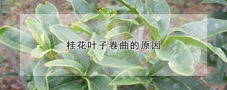 桂花叶子卷曲的原因,第1图