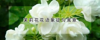 茉莉花花语象征与寓意,第1图