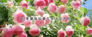 月季胭脂扣要几年才会开花,第1图