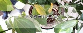 平安树黄叶怎么治,第1图