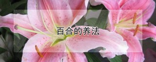 百合的养法,第1图