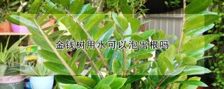 金钱树用水可以泡出根吗,第1图