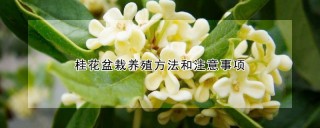 桂花盆栽养殖方法和注意事项,第1图