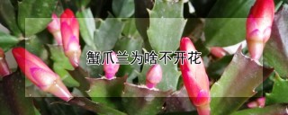 蟹爪兰为啥不开花,第1图