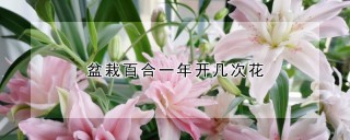 盆栽百合一年开几次花,第1图