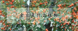 金豆是什么植物,第1图