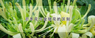 忍冬花与金银花的区别,第1图