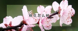 桃花怎么种,第1图