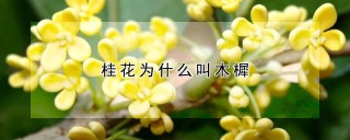 桂花为什么叫木樨,第1图