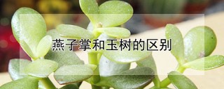 燕子掌和玉树的区别,第1图