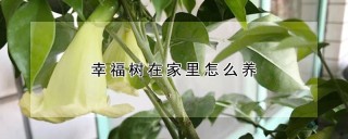 幸福树在家里怎么养,第1图