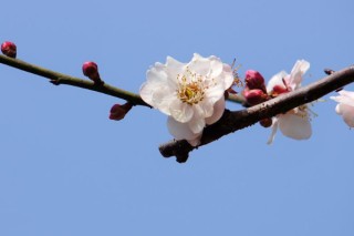 广州梅花什么时候开花,第3图