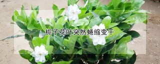 栀子花叶突然蜷缩变干,第1图