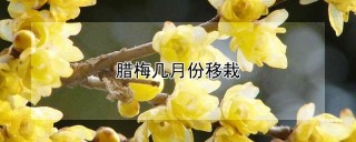 腊梅几月份移栽,第1图