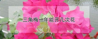 三角梅一年能开几次花,第1图