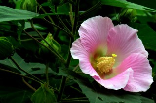 芙蓉花浇水怎么算浇透,第2图