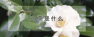 山茶是什么,第1图