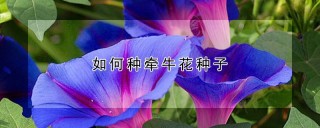 如何种牵牛花种子,第1图