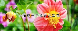 小丽花一年能开几次花,第1图