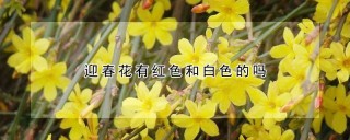 迎春花有红色和白色的吗,第1图