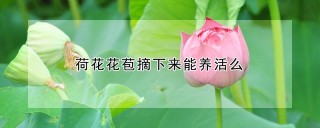 荷花花苞摘下来能养活么,第1图