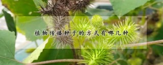 植物传播种子的方式有哪几种,第1图