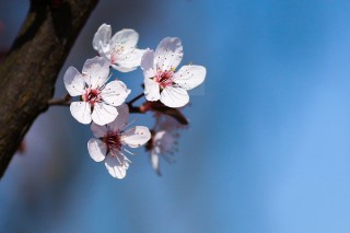 中国樱花开花时间,第2图