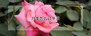 月季怎么过冬天,第1图