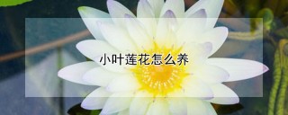 小叶莲花怎么养,第1图