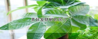 养好发财树的窍门,第1图