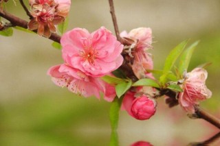 桃花叶子发黄怎么回事，以下4种原因都会导致桃花叶子发黄,第1图