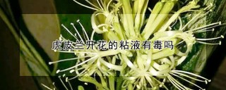 虎皮兰开花的粘液有毒吗,第1图