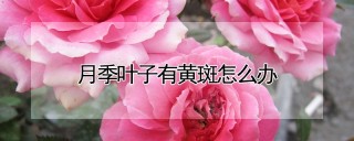 月季叶子有黄斑怎么办,第1图