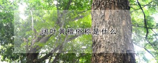 阔叶黄檀俗称是什么,第1图