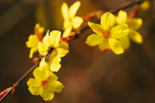 迎春花叶子发黄怎么回事,第3图