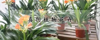 喜阴植物花卉,第1图