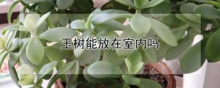 玉树能放在室内吗,第1图