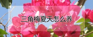 三角梅夏天怎么养,第1图